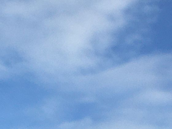 栀子花新叶卷曲怎么办？蓟马危害与病毒病的鉴别防治指南