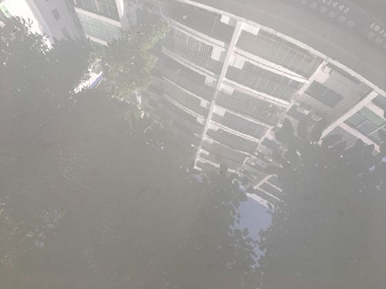 四季桂冬季怎么养？保暖+浇水要点，北方室内也能安全越冬